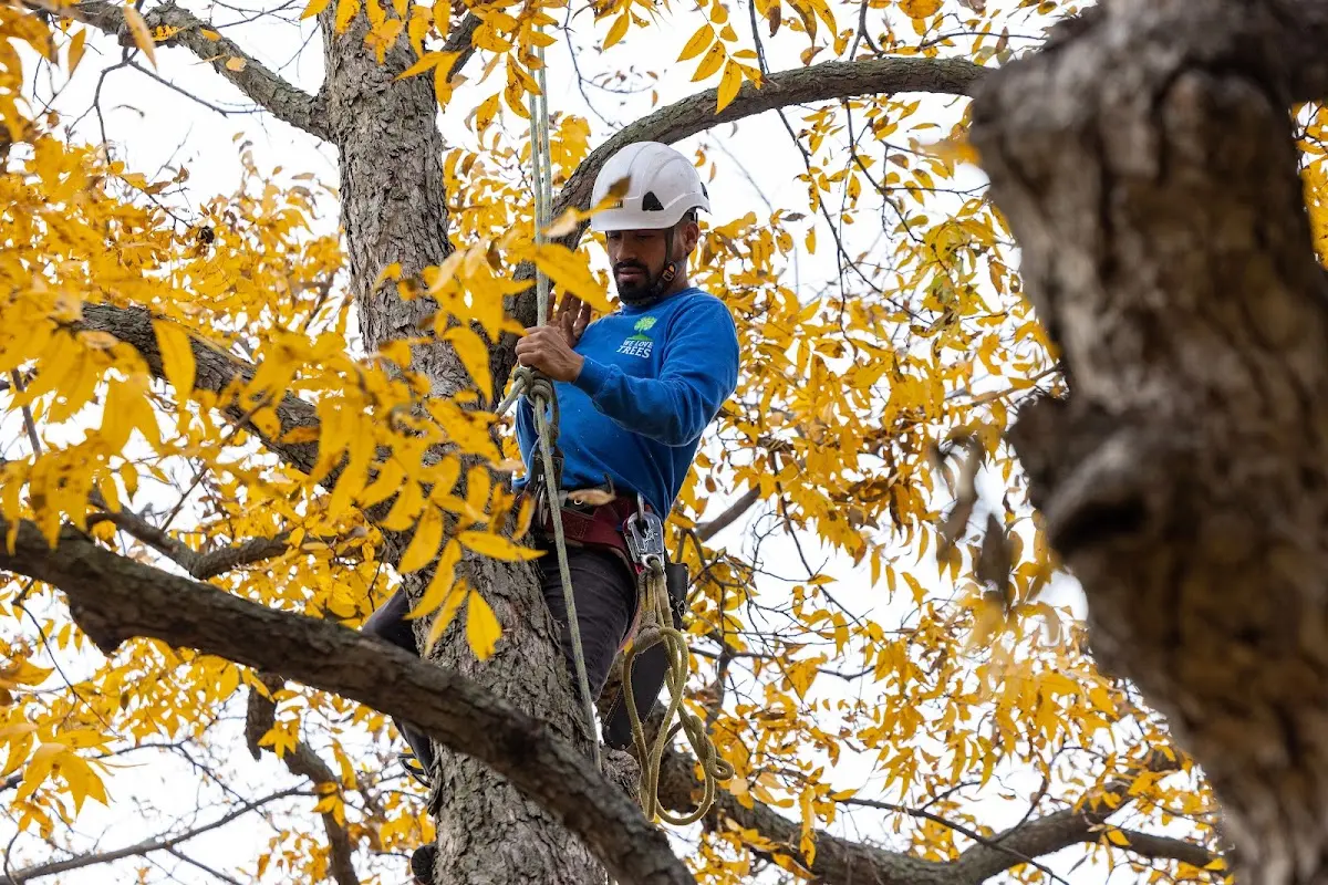 Skilled Storm Damage Cleanup crew working in Summit